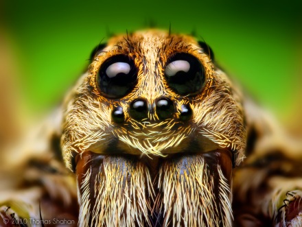 Tumnagel