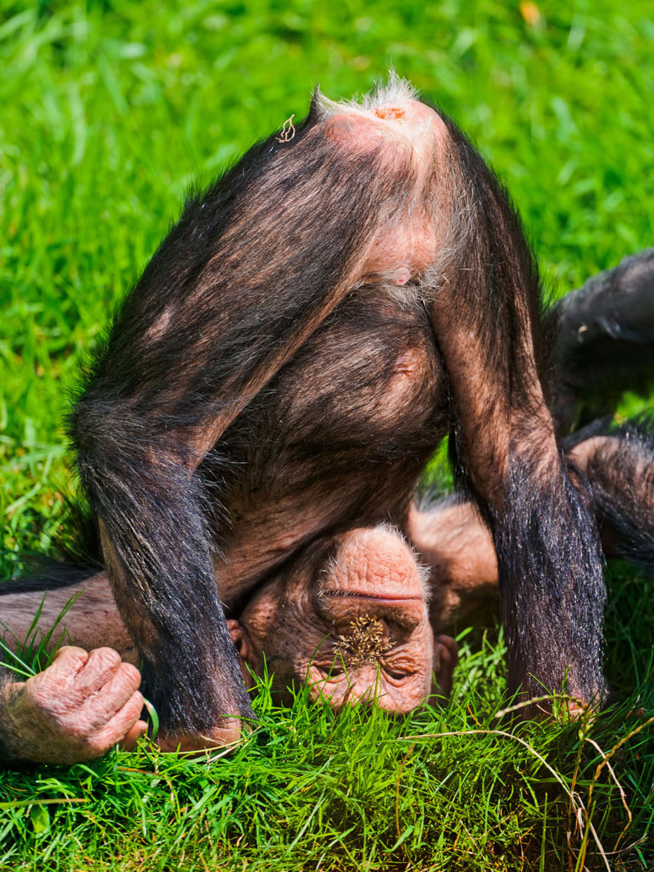 Schimpansers intelligens kan mätas i bajs-kastning