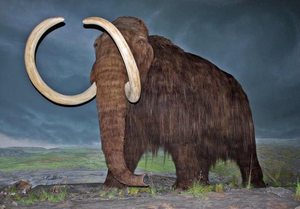 Mammut-kloning på gång