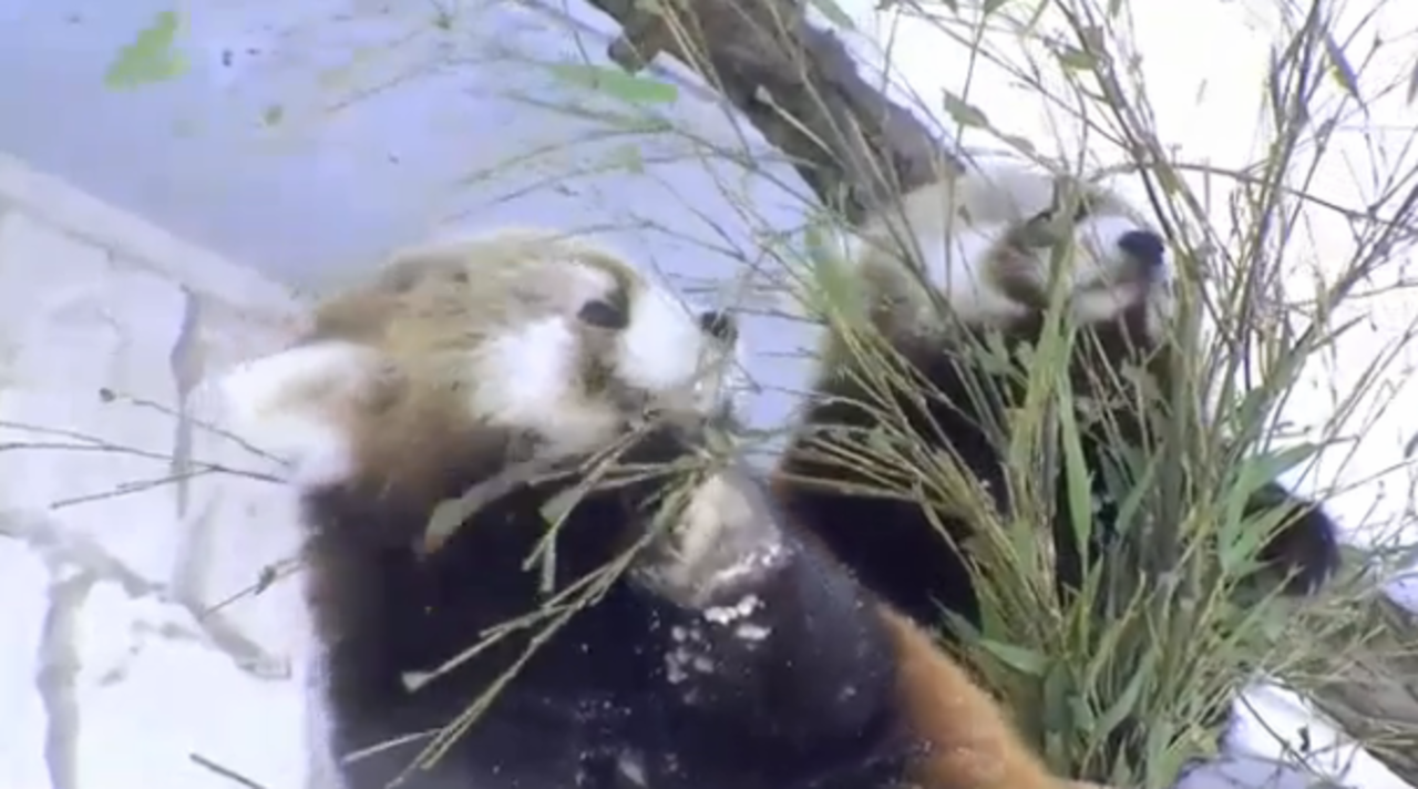 Kattbjörnar i snön