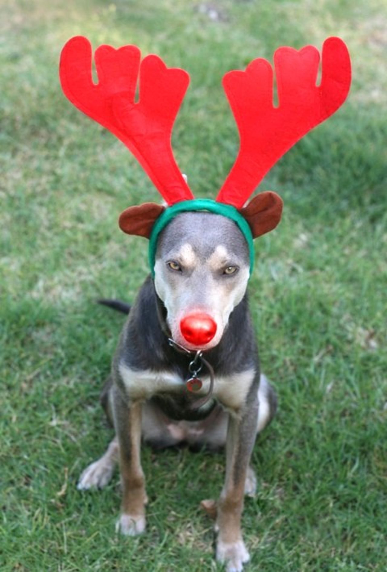 God jul!