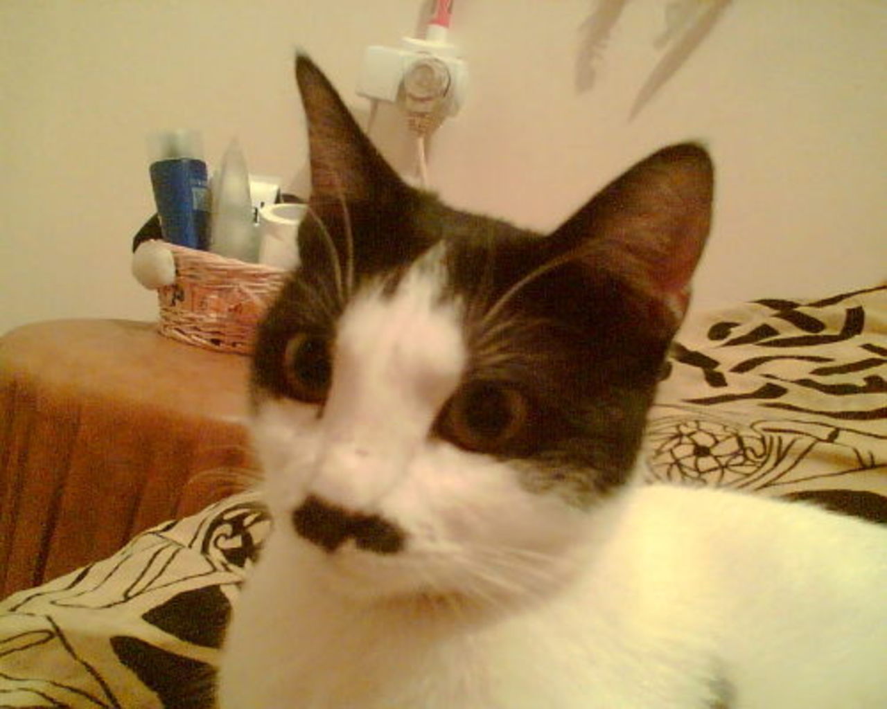 Katter som ser ut som Hitler