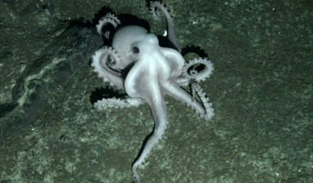 Tumnagel