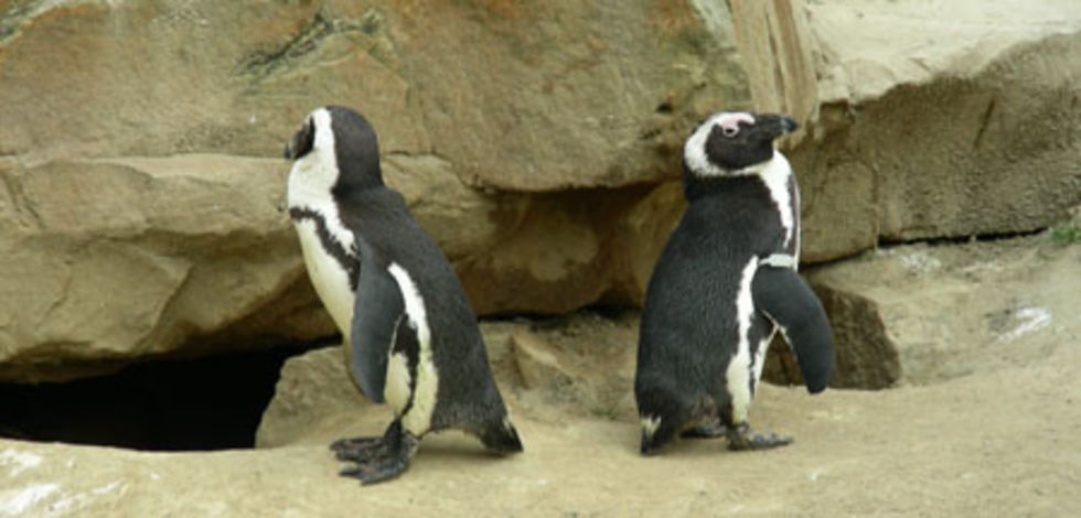 Det har funnits jättepingviner i Peru