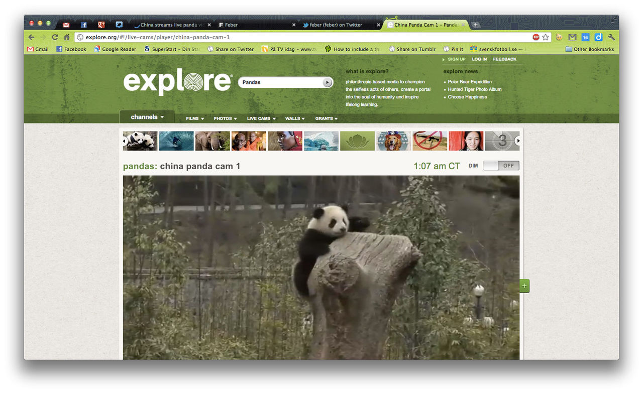 Kina streamar panda-TV live