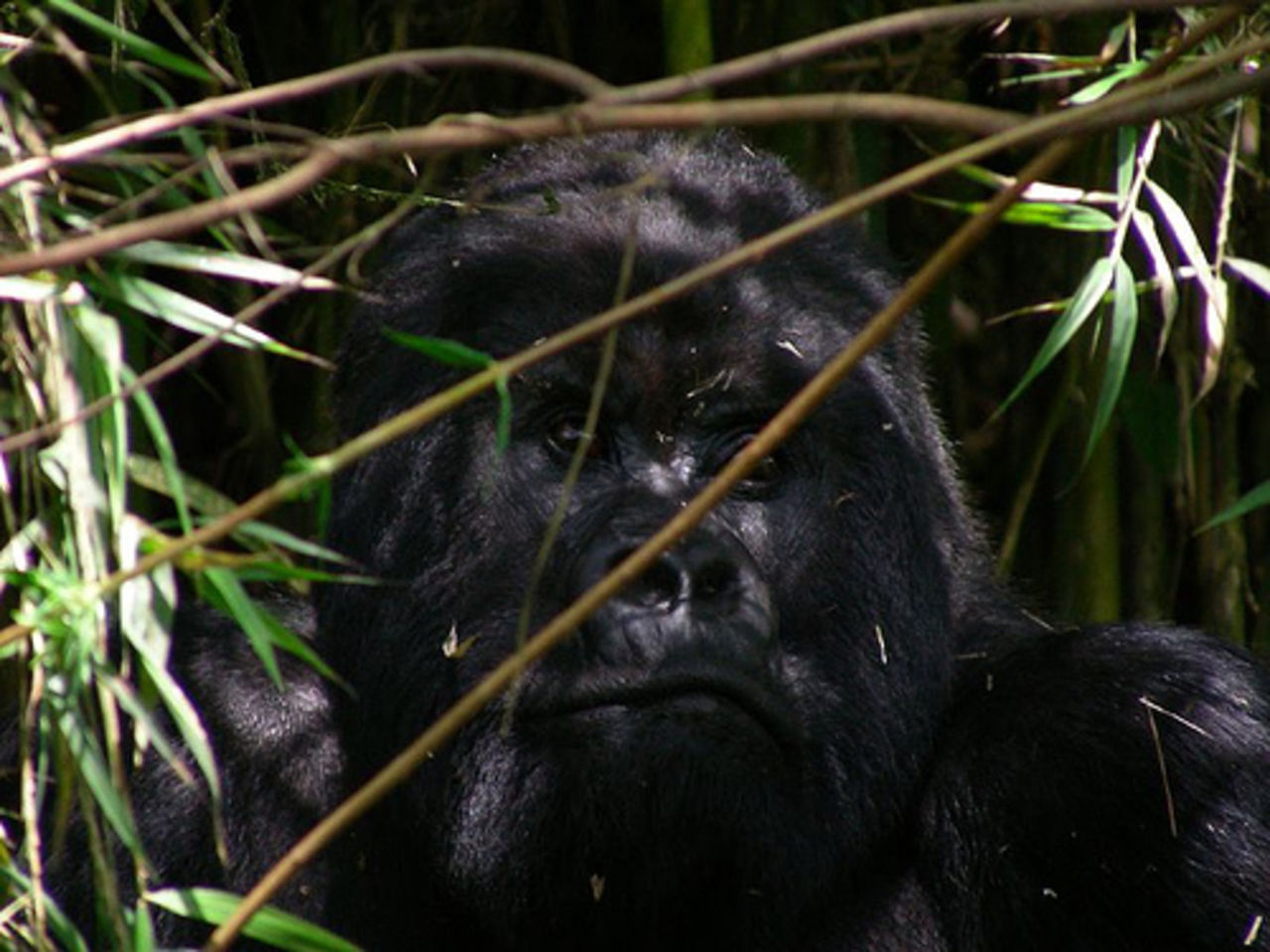 En dansande gorilla