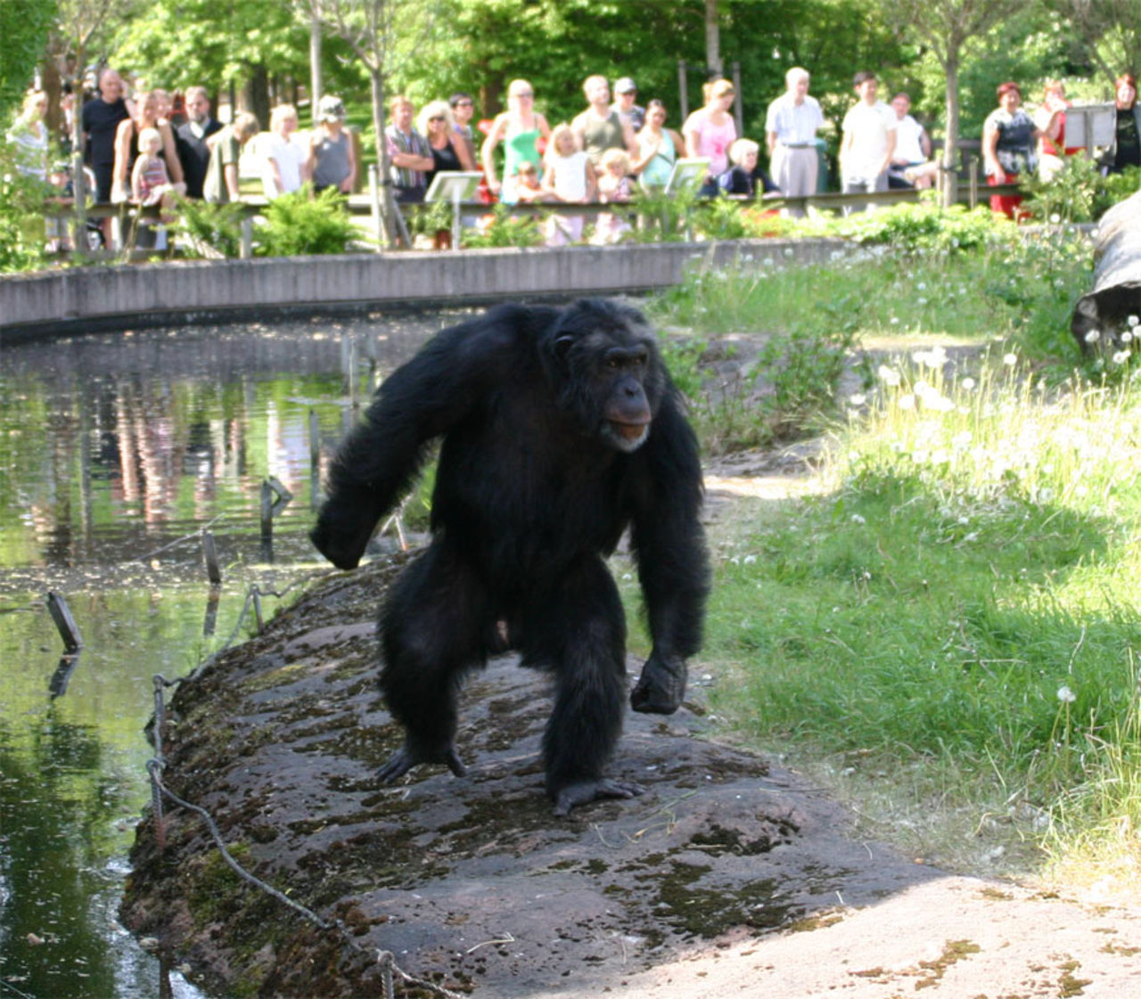 Schimpansens Dag på Furuviks djurpark