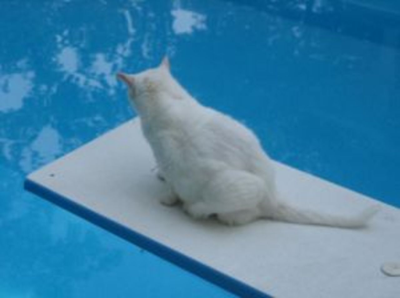 Katten Charlie måste banta 