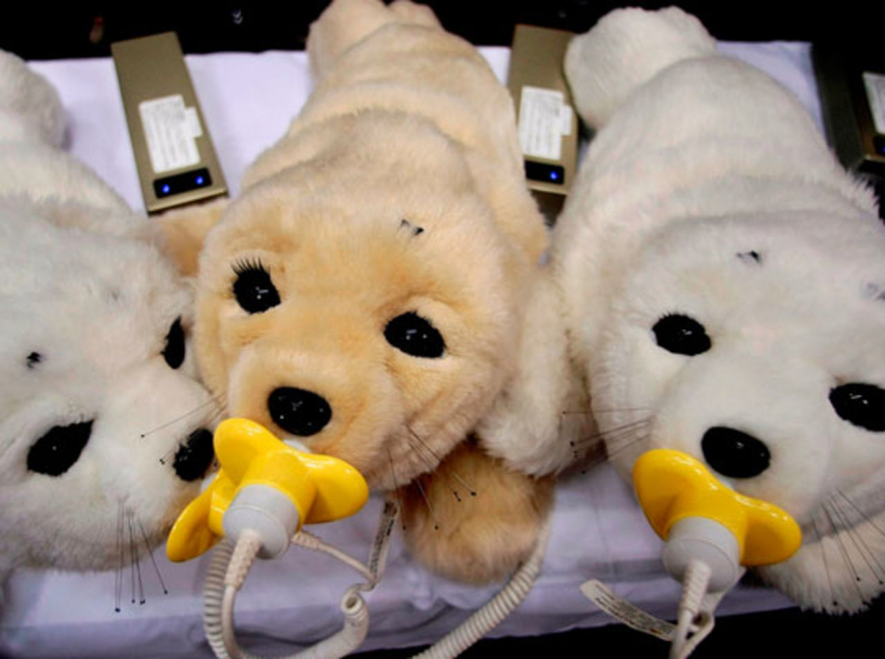 Robotsäl till tröst