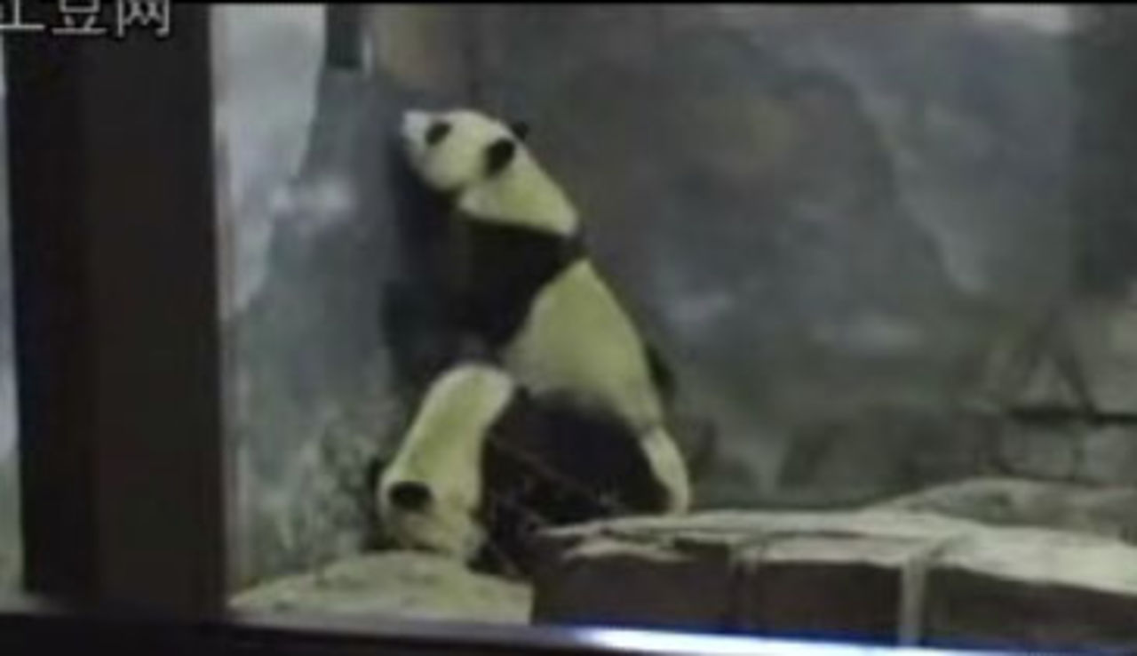 Panda Prisonbreak