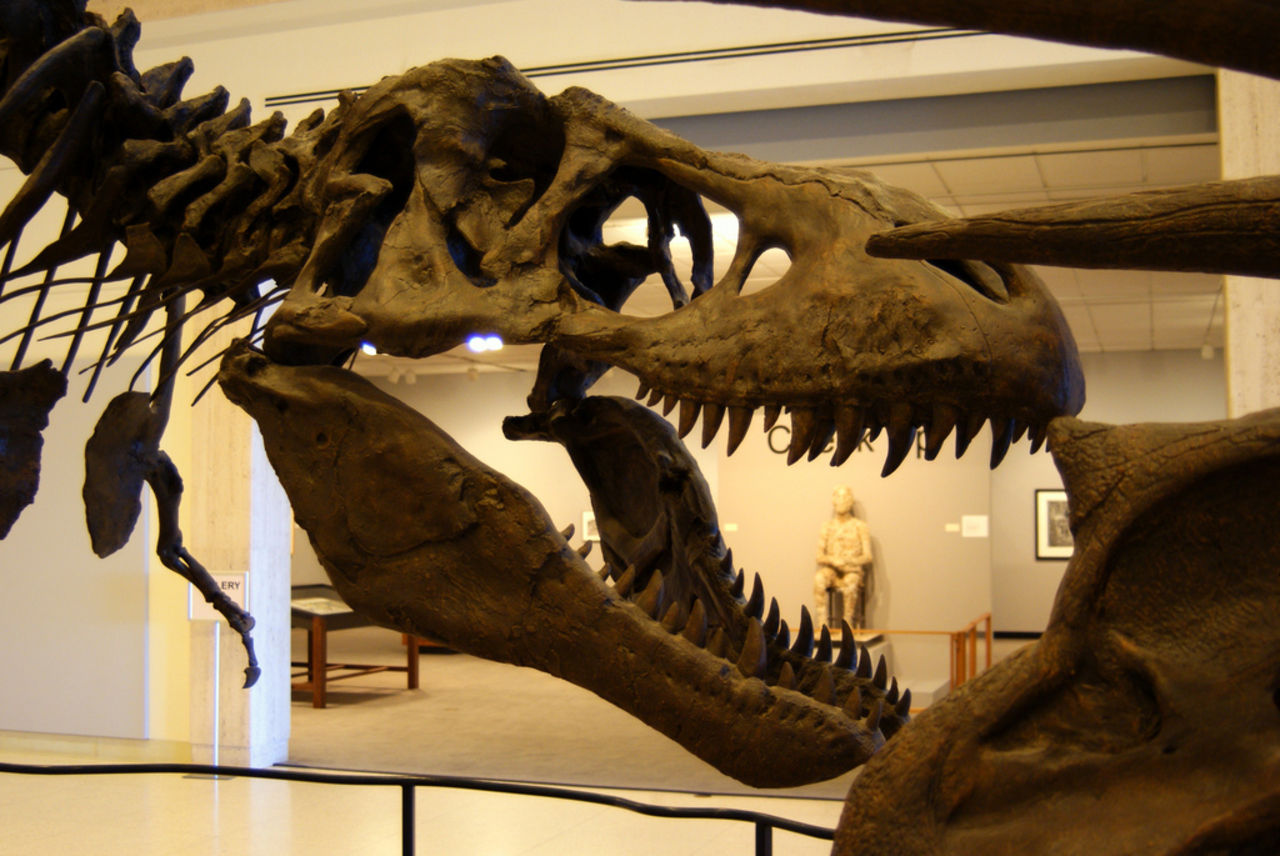 Nya rön: T-Rex hade starkaste käken