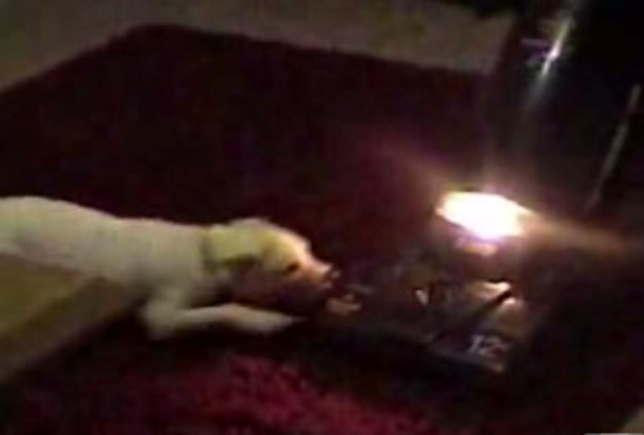 Chihuahua-attack