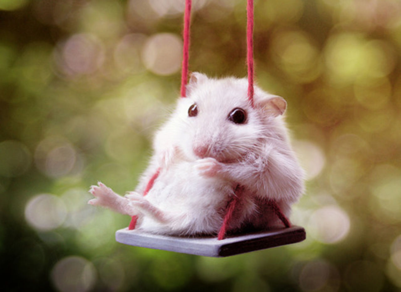 Veckans snabblänkar