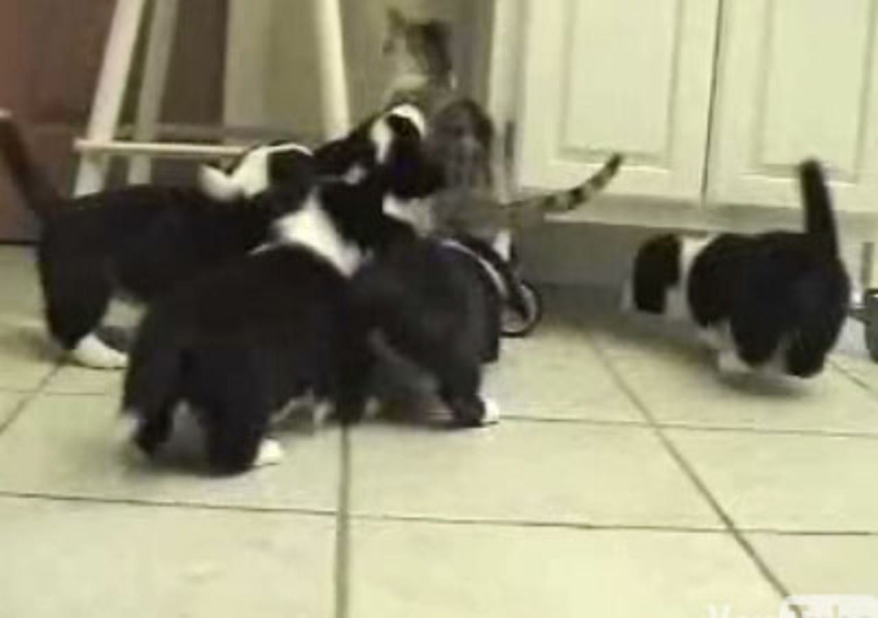 Katt vs. hundvalpar