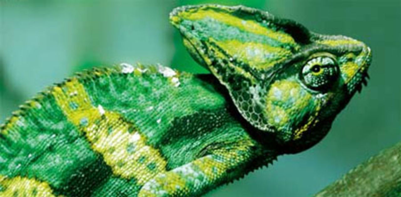 Förändringar till Italien och Japan