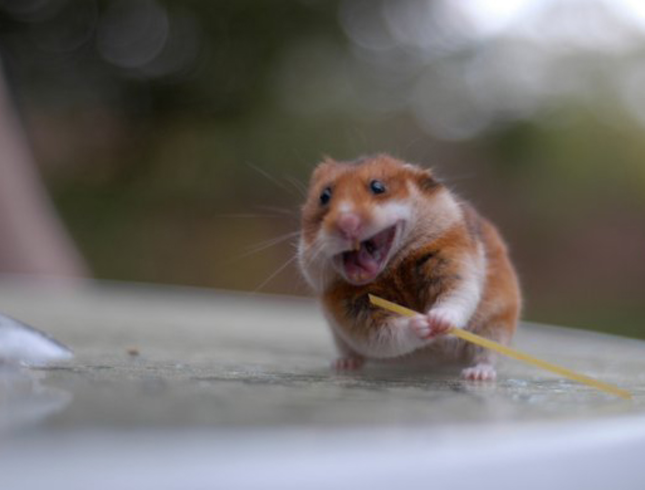 Veckans snabblänkar