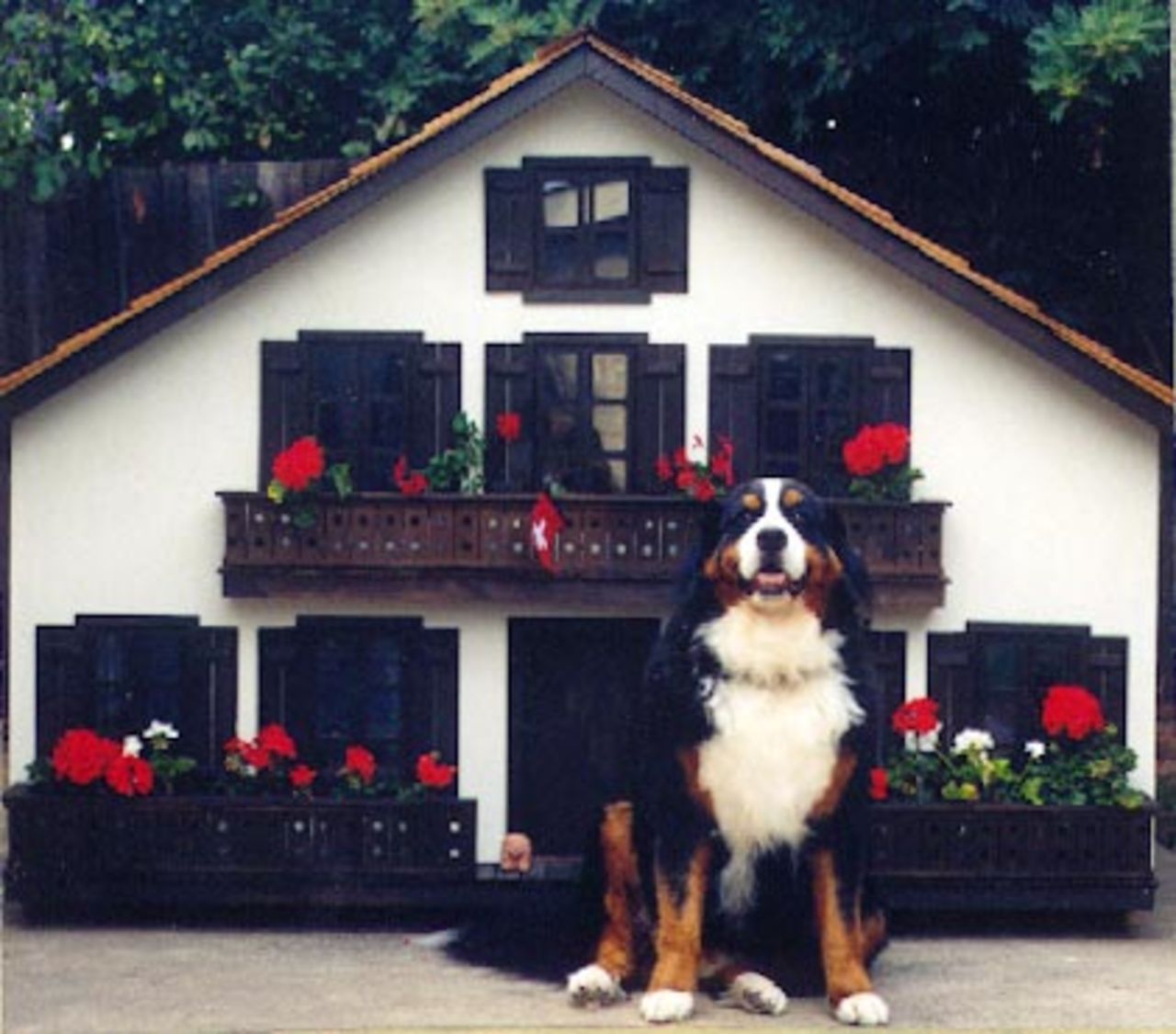 Lyxiga hundkojor