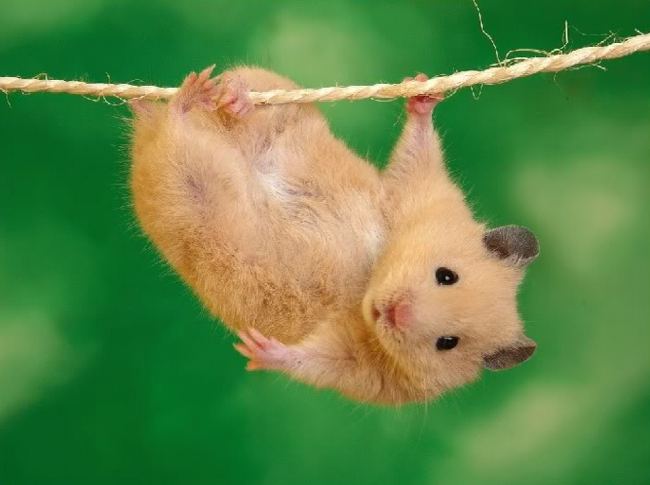 Veckans snabblänkar