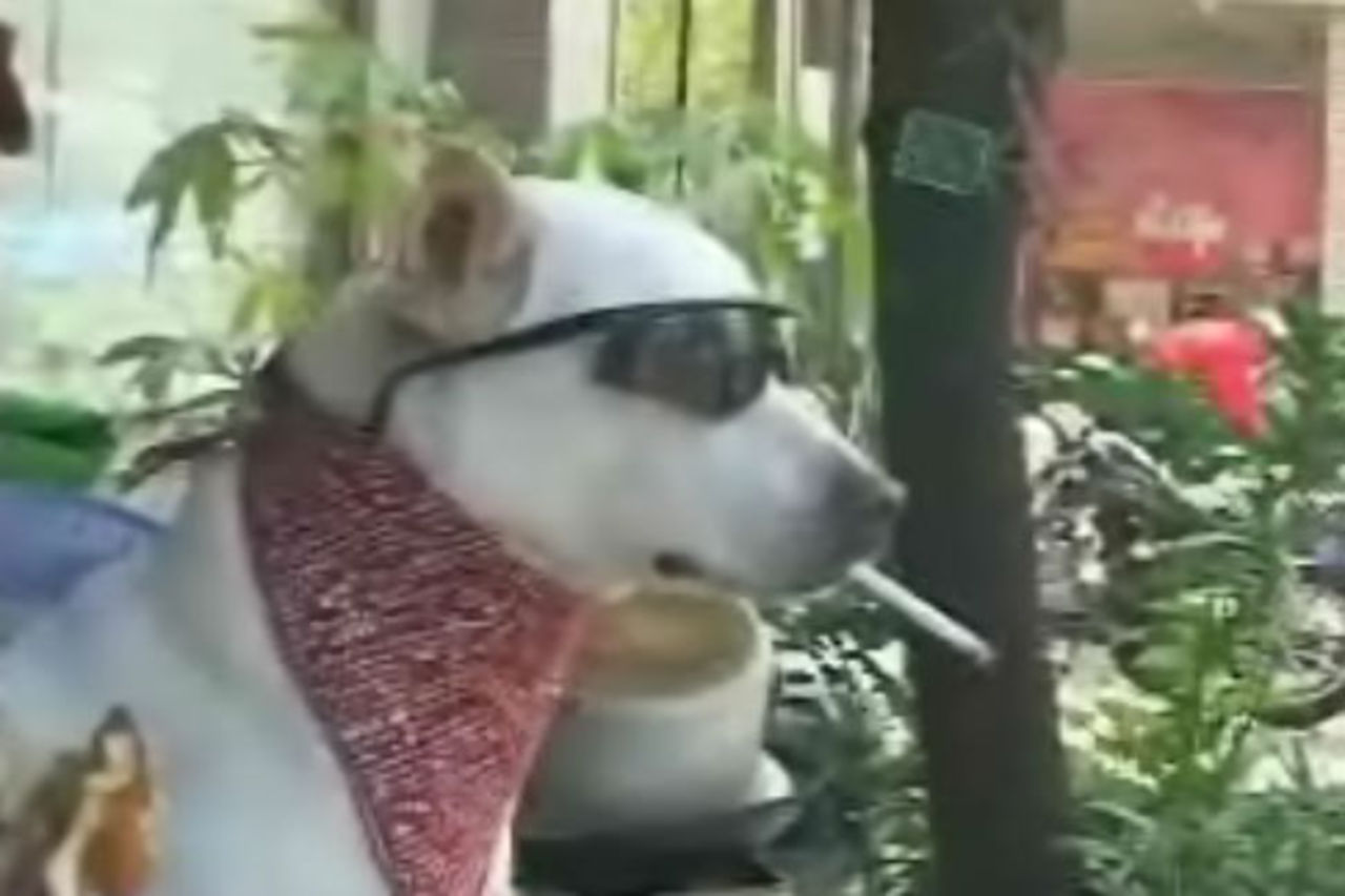 Hunden Hello jobbar i affär