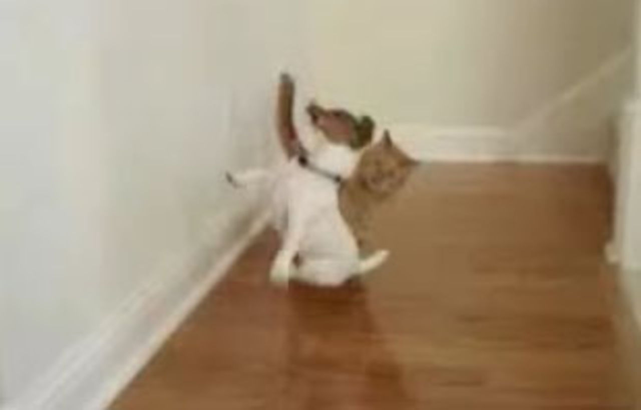 Katt vs. Hund 1 - 0