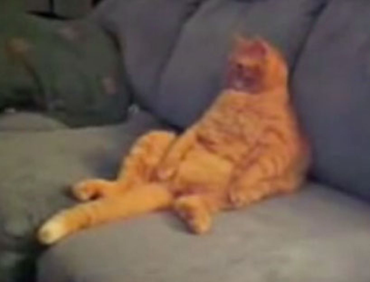 Katten Garfield på riktigt
