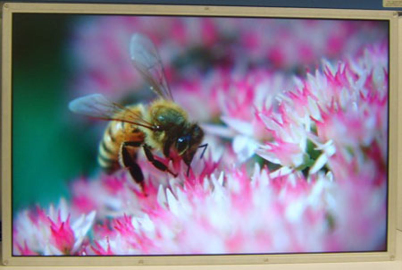 LCD-skärm med DisplayPort från Samsung