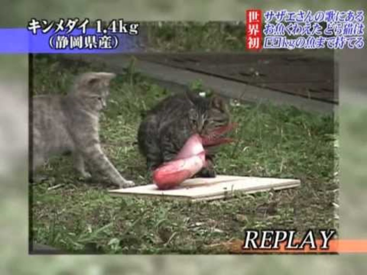 Cats carrying big fish