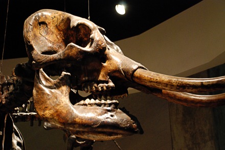 Mammut Skelett nachtleuchtend Schnellbausatz 