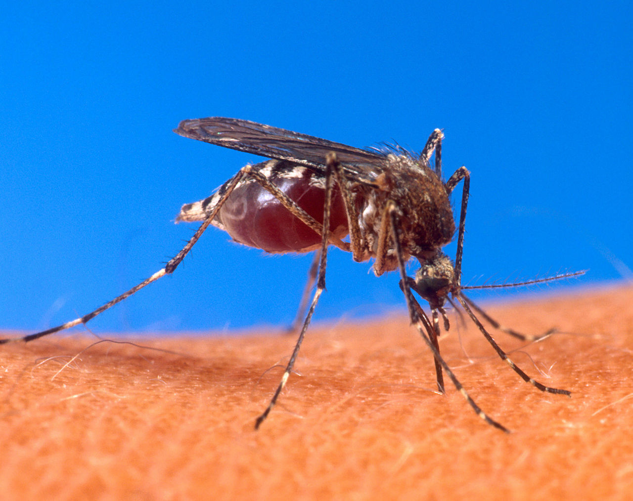 Forskare hittar vilket blod myggor gillar bäst. Blodgrupp 0 är mest poppis.  | Feber / Vetenskap