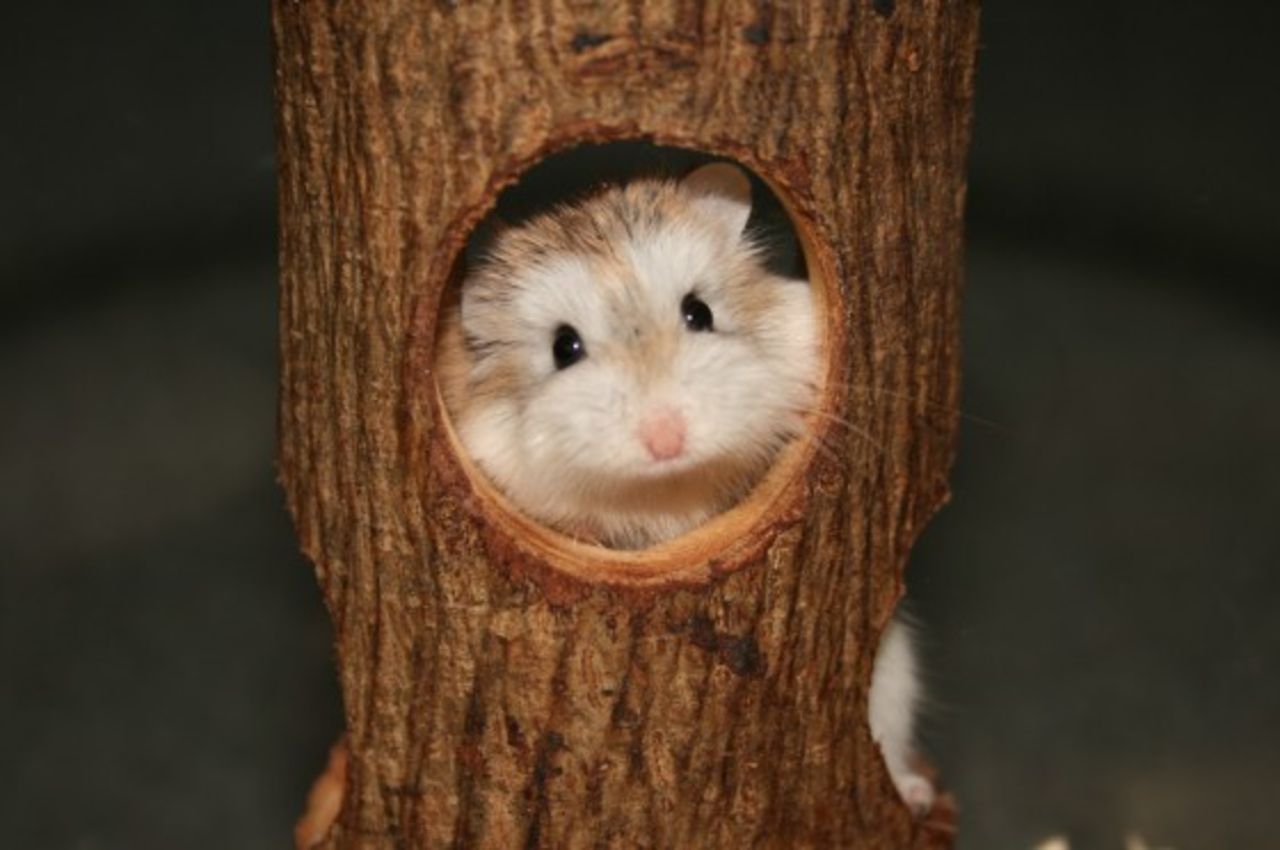 Veckans snabblänkar