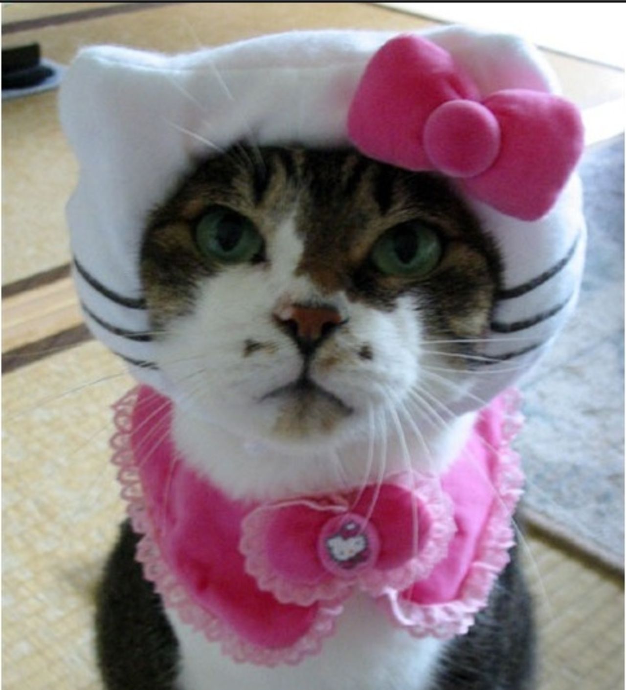 Är inte din katt kawaii nog?
