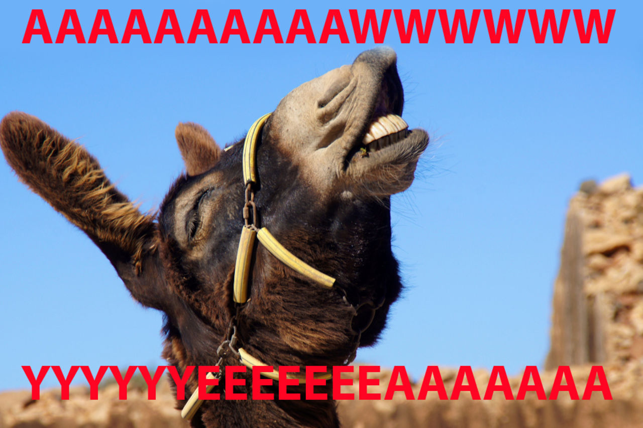 Israelisk temapark utrustar åsnor med Wi-Fi