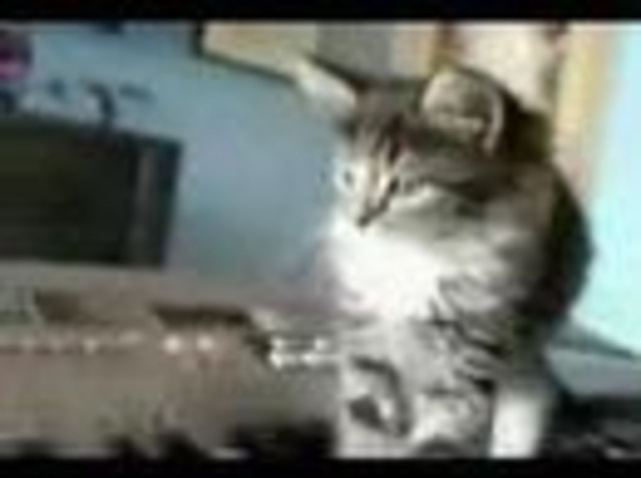 Katt komponerar musik