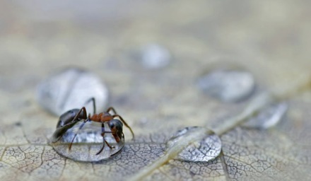 Tumnagel