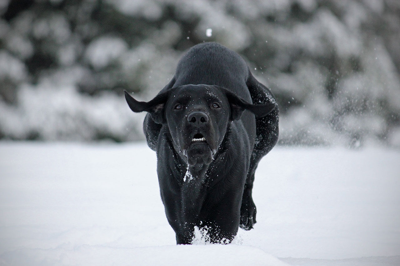Vinterträna - eller dö