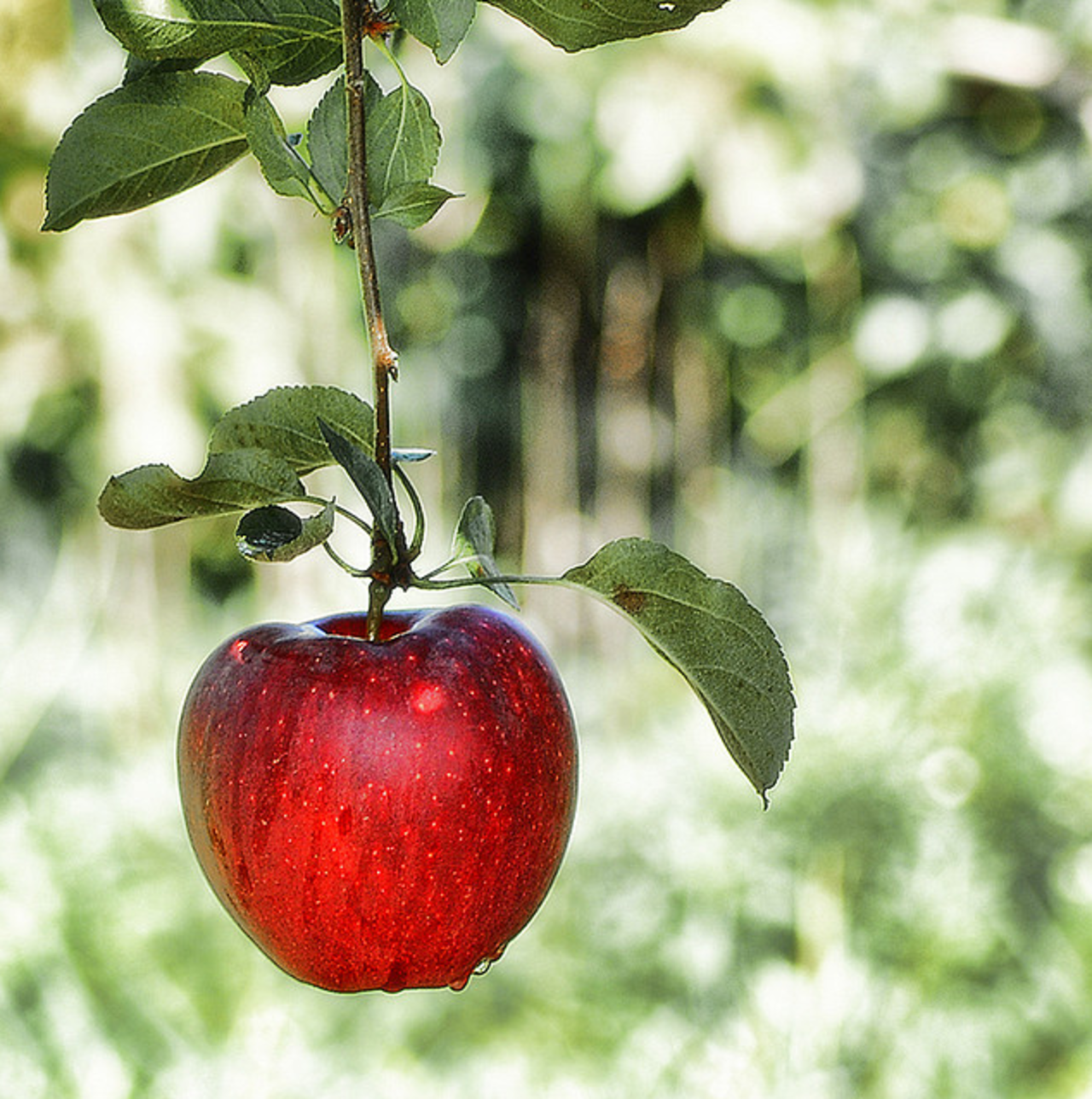 Apple tar efter Google