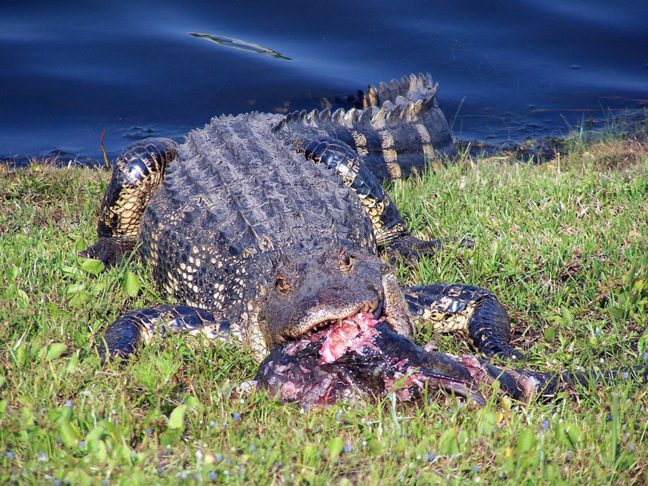 Alligator har flyttat in i Googles datacenter