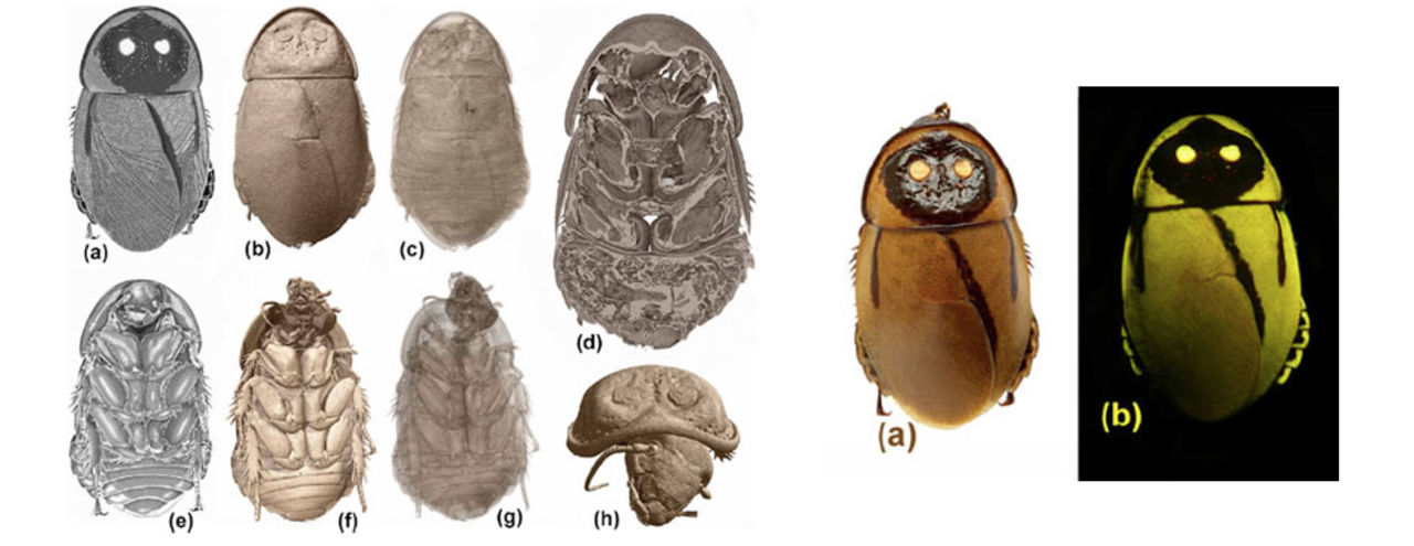 Nyligen upptäckt självlysande kackerlacka antagligen redan utrotad