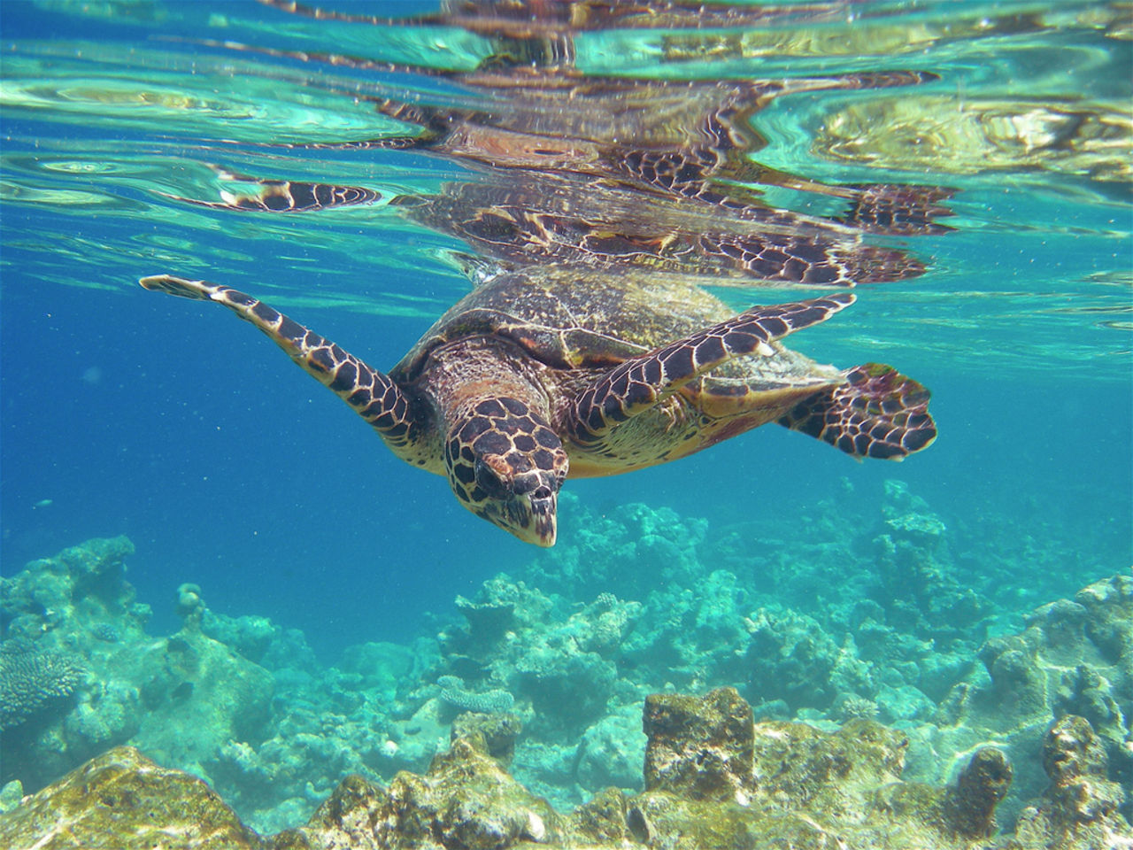 Australien skapar världens största marin-reservat