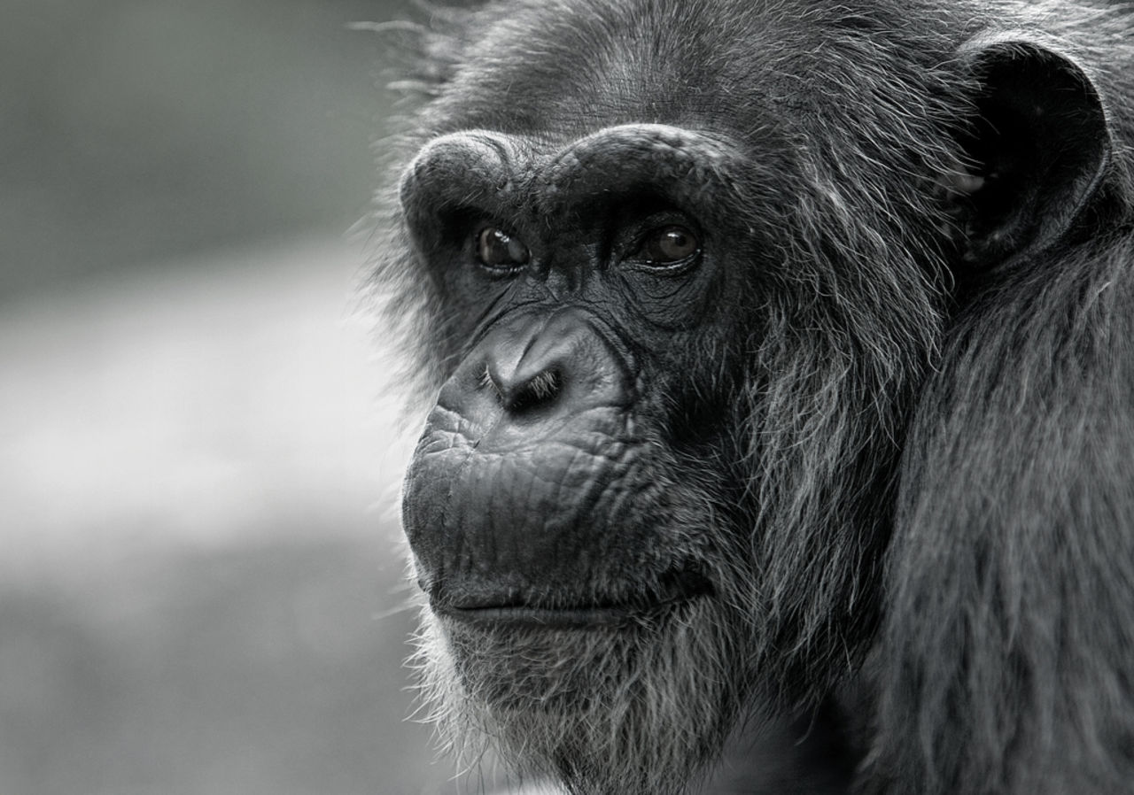 Även apor har medelålderskriser