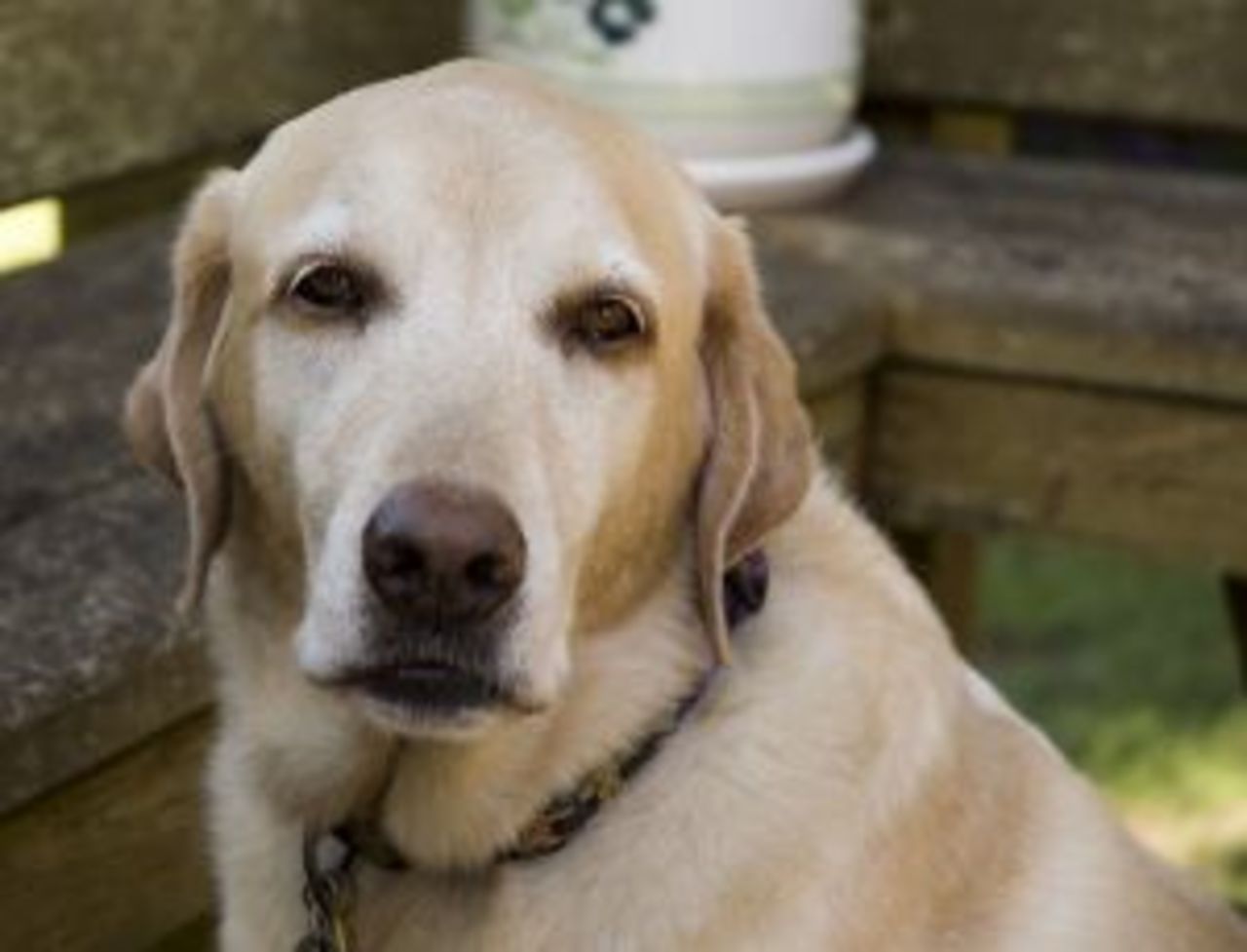 Hundägare åtalas för att hunden är för tjock
