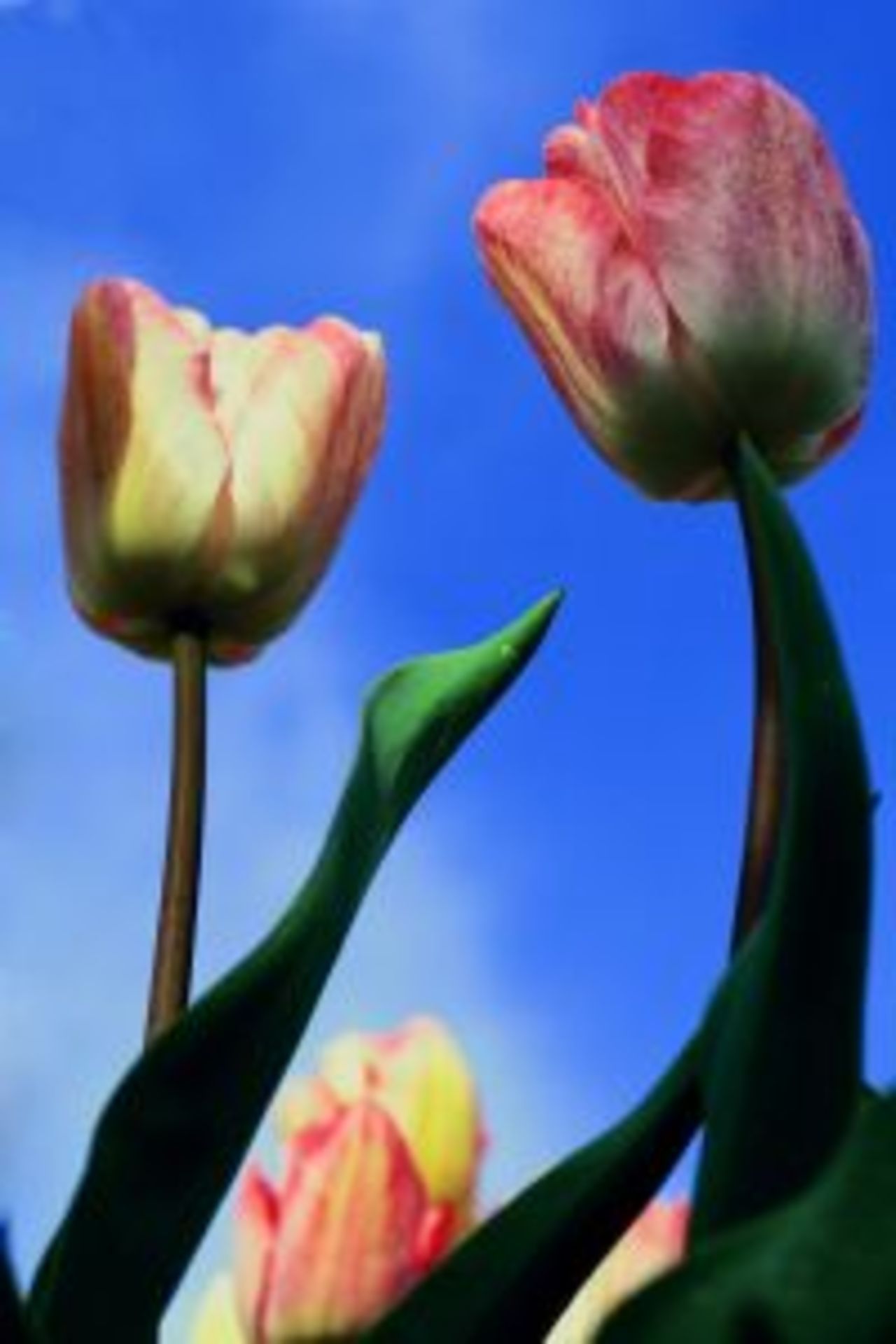 Dags att planera vårens blomprakt