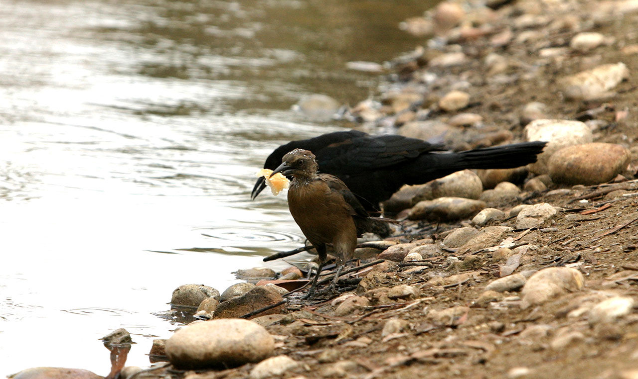 Forskare fixar bröd som håller sig färskt i 60 dagar