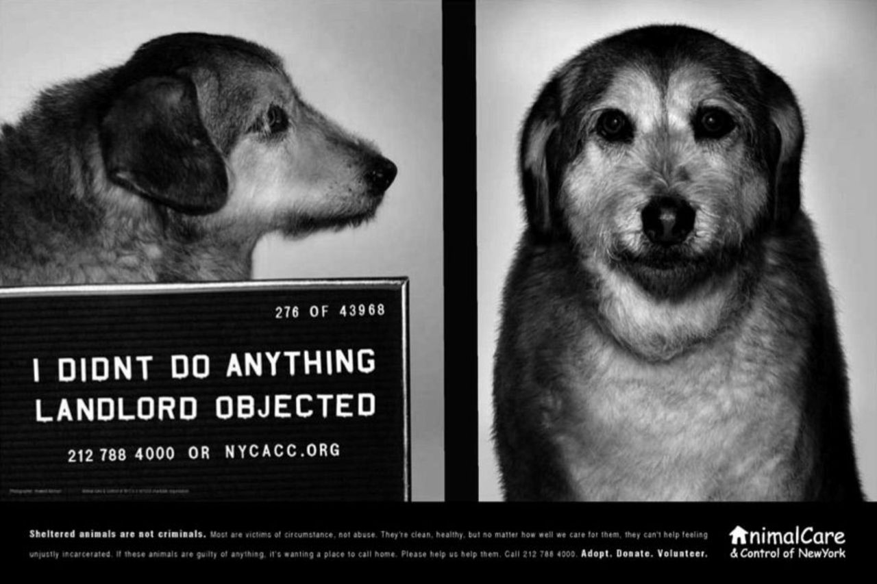 Animal Care and Control