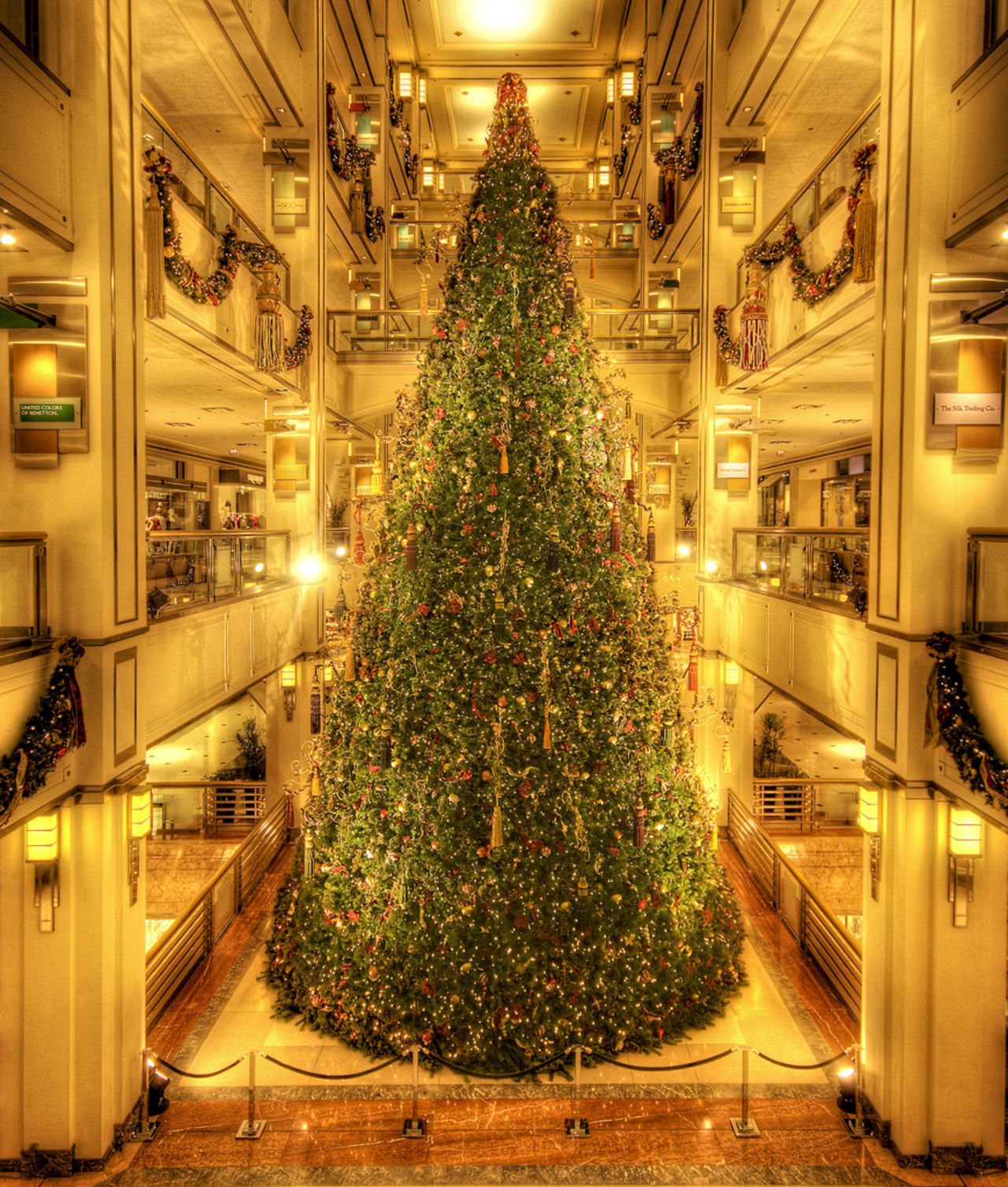 Tyskland vill klona fram den perfekta julgranen