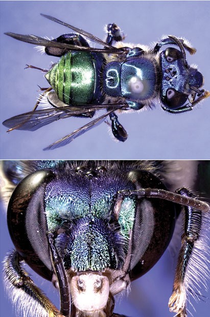 euglossa bazinga euglossa bazinga