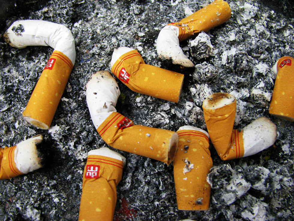 Fåglar bygger bon av cigarett-fimpar