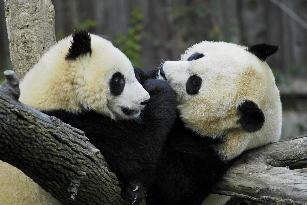 Pandablod kan skydda mot superbakterier