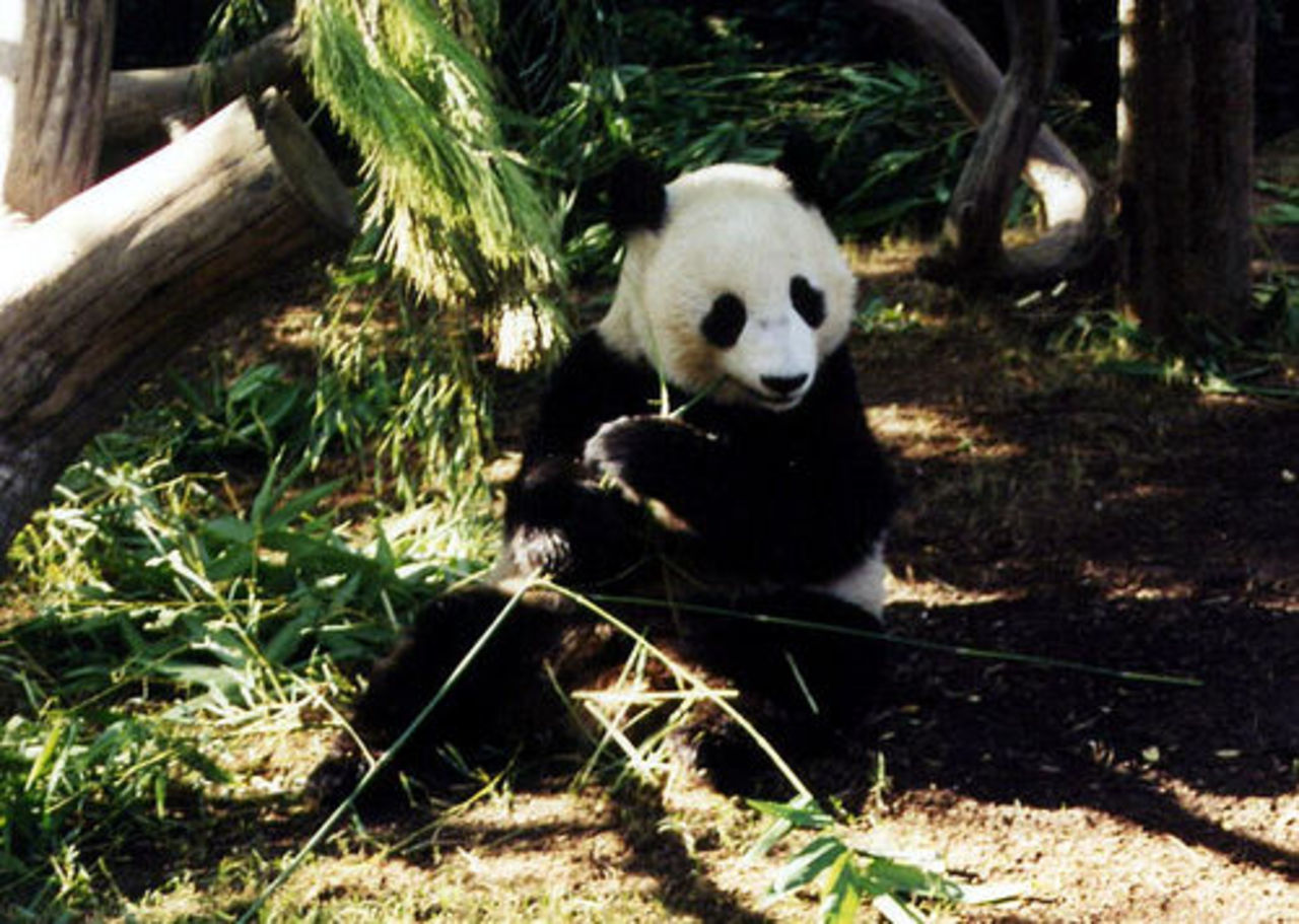 Panda född i Wien