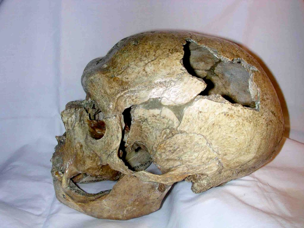 Snubbe vill klona fram en neanderthalare